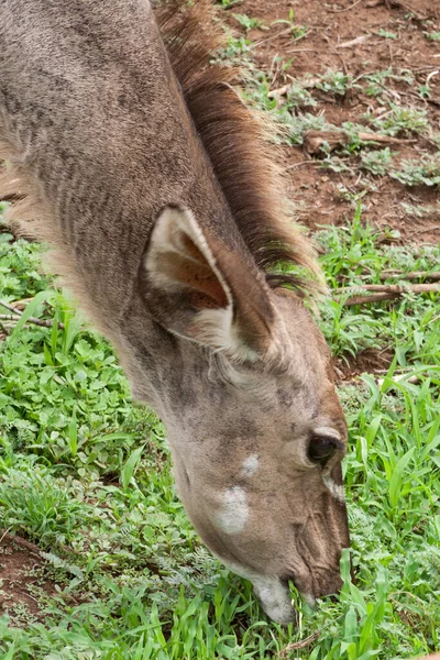 Kudu Antelope Animale Sălbatice Faună Naturală — Fotografie, imagine de stoc