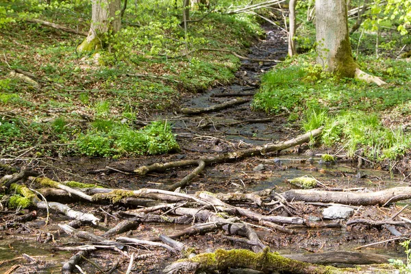 Naturschutzgebiet Ist Ein Schutzgebiet Von Bedeutung Für Flora Und Fauna — Stockfoto