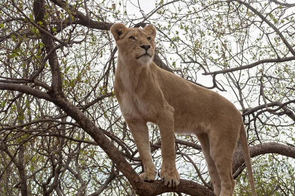 Young Lion Tree South Africa — Stock Photo, Image