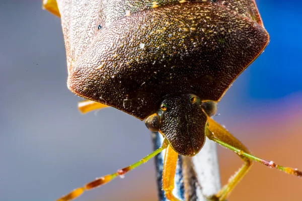 Kokuşmuş Böcek Kafanın Makro Çekimi — Stok fotoğraf