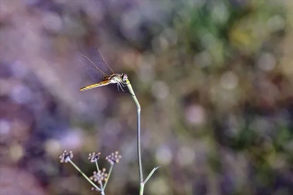 Vista Macro Primer Plano Del Insecto Libélula — Foto de Stock