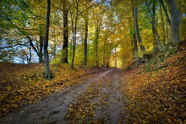 Höst Skog Höst Säsong Lövverk Blad — Stockfoto