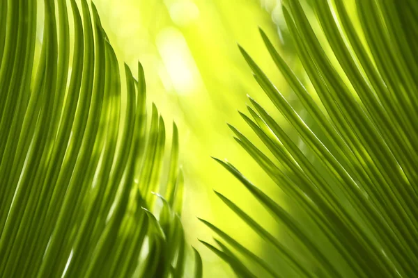 Листя Пальми Зелена Флора — стокове фото