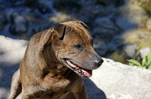 Porträt Eines Süßen Hundes — Stockfoto