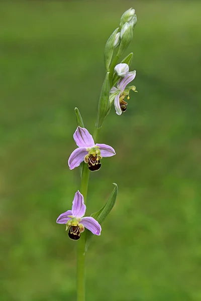 Gyönyörű Orchideavirág Virágzik — Stock Fotó