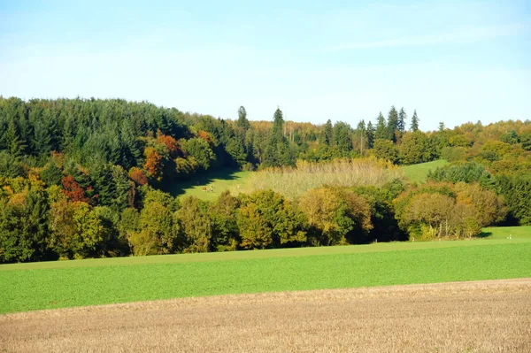 秋にはカラフルな混合林と緑の牧草地と茶色の野 — ストック写真