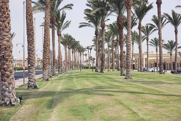Groene Bosparkweg Sharm Sheikh Egypte — Stockfoto