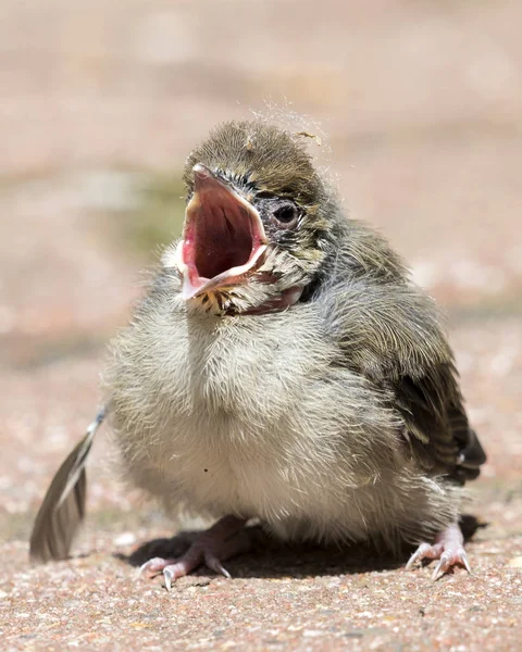 귀여운 참새의 아름다운 — 스톡 사진