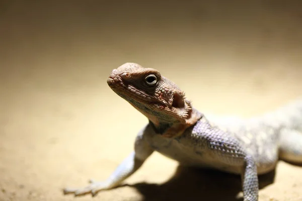 서식지에서 도마뱀을 가까이 동물의 개념은 — 스톡 사진