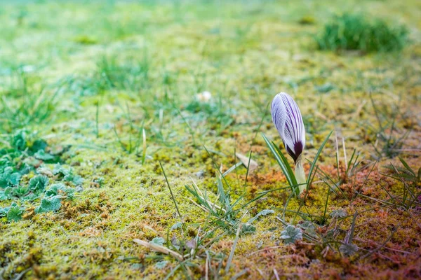 View Beautiful Green Meadow — Stock Photo, Image