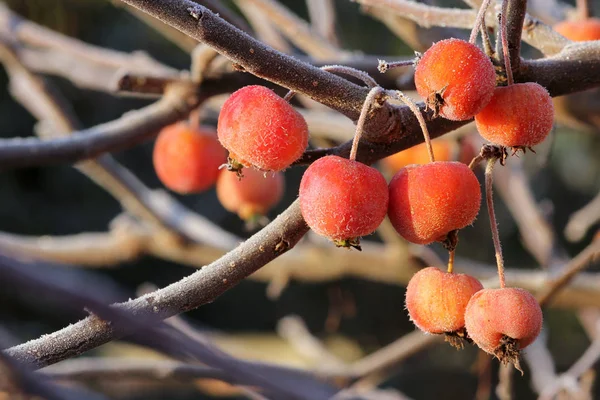 Manzanas Ornamentales Invierno — Foto de Stock
