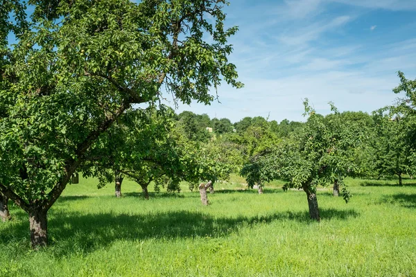 Streuobstwiese Mit Apfelbäumen Sommer Deutschland — Stockfoto