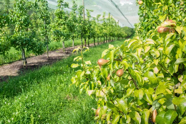 農業における梨の木や保護網を持つプランテーションは — ストック写真