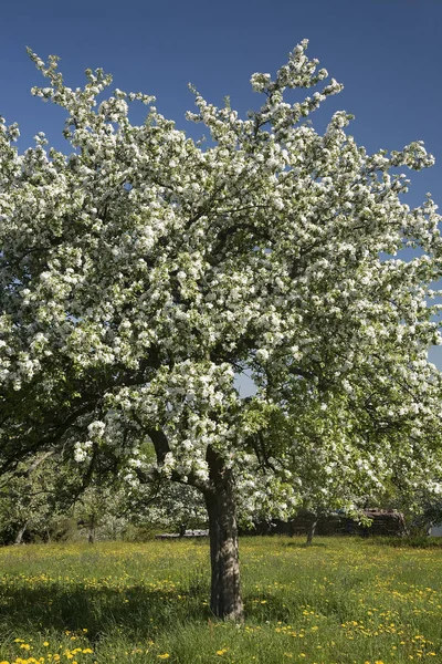 Macieira Florescente Prado Pomar Saxony Alemanha — Fotografia de Stock