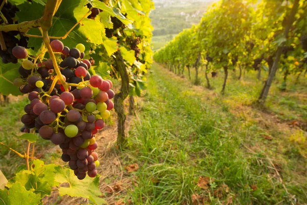 Campagne Vignobles Agriculture Vignes — Photo
