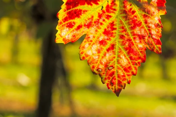 Druivenblad Rood Groen Herfst Wijngaard — Stockfoto