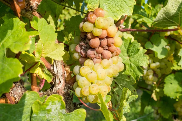 Winorośl Winnica Wiejska Koncepcja Winogron — Zdjęcie stockowe