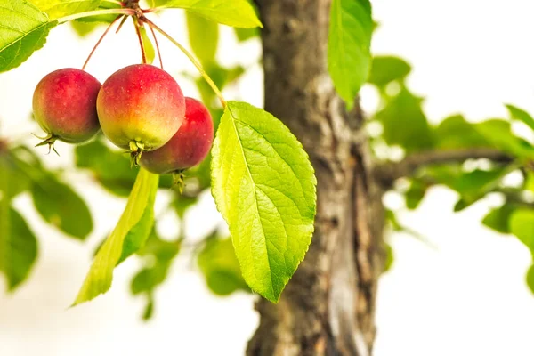 Close Three Ripe Red Apples Penalty Bonsai Tree — Stock Photo, Image