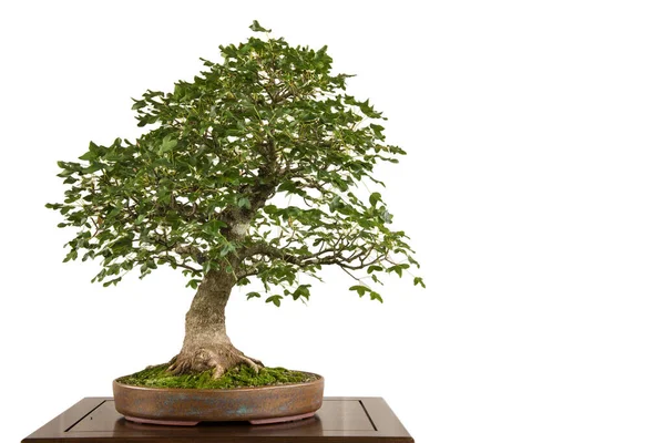 Rock Maple Acer Monspessulanum Isolated Bonsai Tree White — Stock Photo, Image