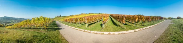 Viñedo Panorámico Con Viñas Otoño Cuerno Azul —  Fotos de Stock