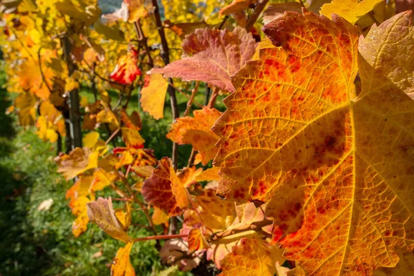 Schöne Bunte Herbstblätter — Stockfoto