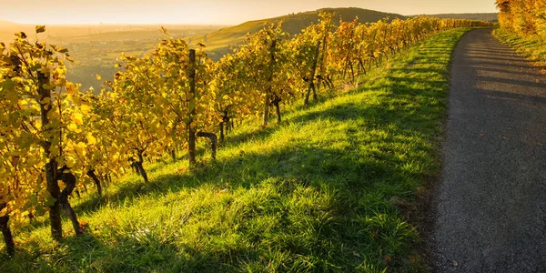 Grape Vines Vineyard Yellow Sunlight Evening — Stock Photo, Image