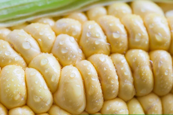 Close Corn Cob Zea Mays — Stock Photo, Image