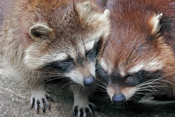 Raccoon Oso Animal Mamífero Roedor — Foto de Stock