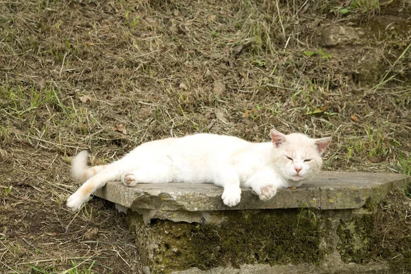 Белая Кошка Лежит Камне — стоковое фото