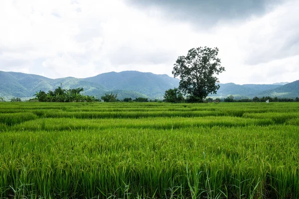 Chiangmai Tailândia Outubro 2016 Campos Arroz Campo Província Chiang Mai — Fotografia de Stock