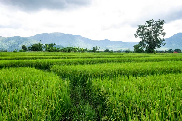 Chiangmai Tailândia Outubro 2016 Campos Arroz Campo Província Chiang Mai — Fotografia de Stock