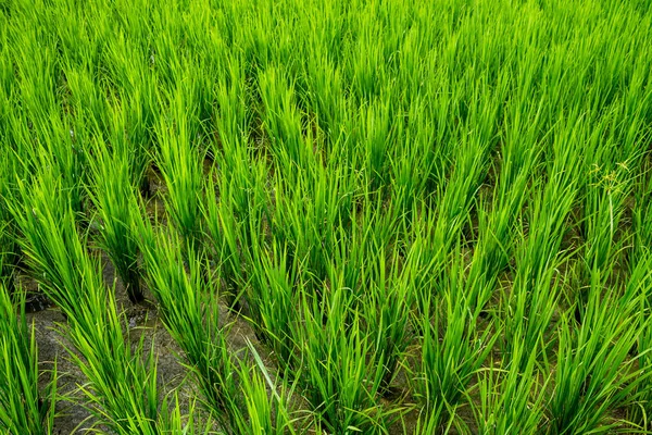 Chiangmai Tailandia Octubre 2016 Los Campos Arroz Campo Provincia Chiang —  Fotos de Stock