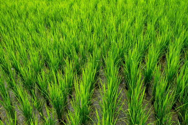 Campos Verdes Tailandeses Medio Ambiente Flora —  Fotos de Stock