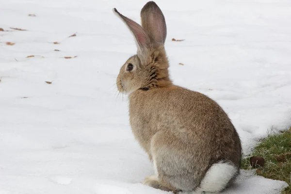 Different Animals Selective Focus — Stock Photo, Image