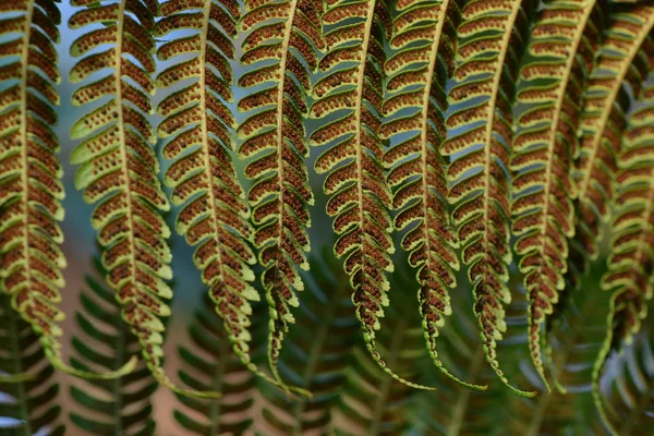 Bel Colpo Botanico Carta Parati Naturale — Foto Stock