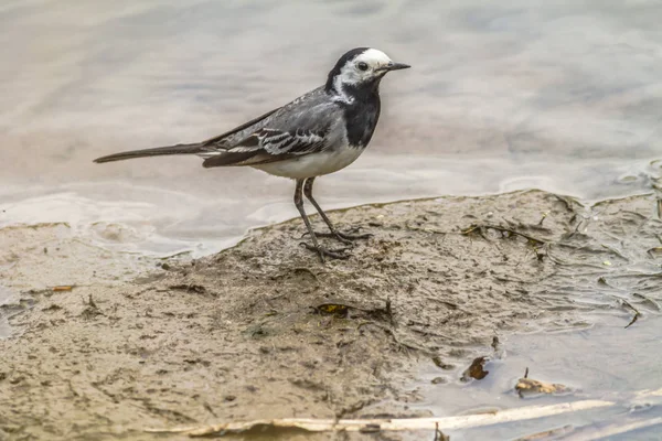 Wagtail Cerca Cibo — Foto Stock