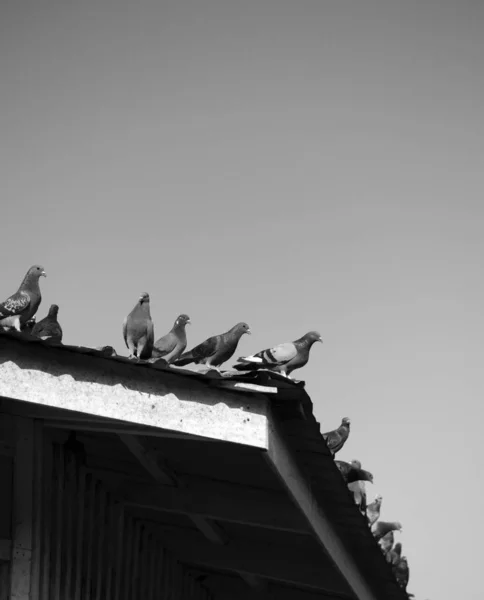 Galambok Tetőn — Stock Fotó