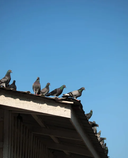 屋顶上的鸽子 — 图库照片