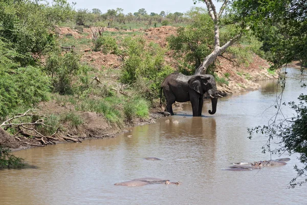 Bere Elefante Una Pozza Acqua Nel Kruger National Park Sud — Foto Stock