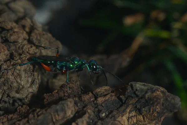 Close Glossy Dipper Wasp — Stock Photo, Image