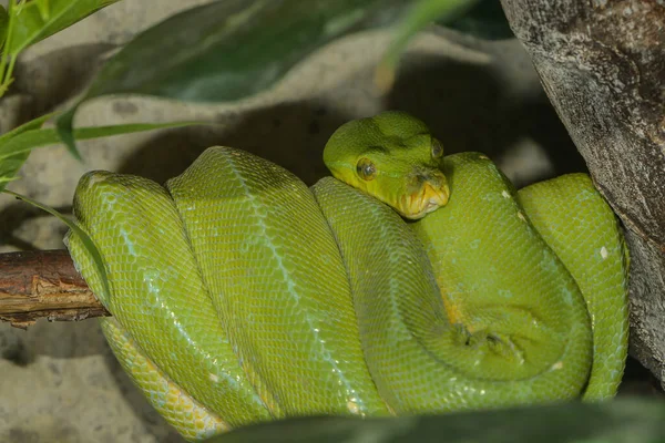 이루지 못하는 비단뱀 — 스톡 사진