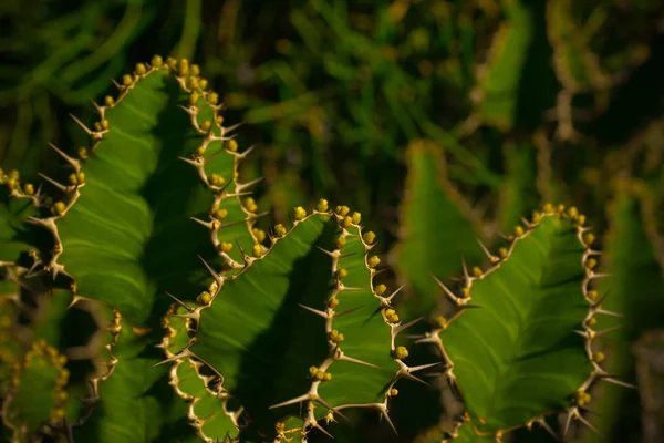 Cactus Splendor Теплице — стоковое фото