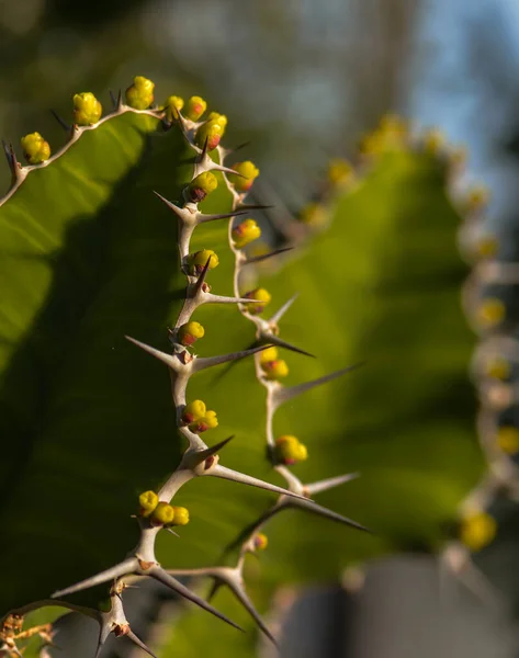 Kaktuszpompa Üvegházban — Stock Fotó