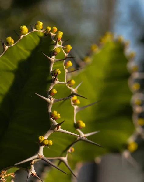 Cactus Splendor Теплице — стоковое фото