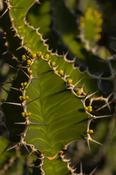 Cactus Esplendor Invernadero — Foto de Stock