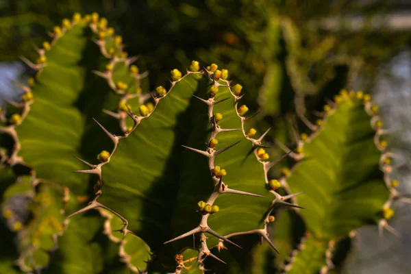 Cactus Esplendor Invernadero — Foto de Stock