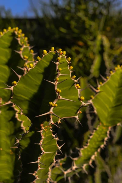 Kaktusová Nádhera Skleníku — Stock fotografie