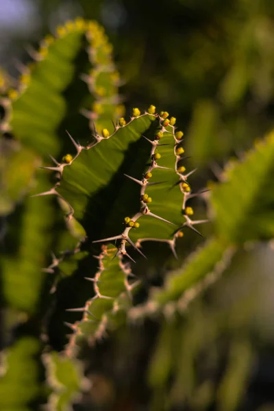 Cactus Esplendor Invernadero — Foto de Stock