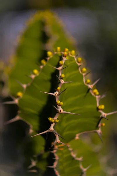 Cactus Splendor Greenhouse — Stock Photo, Image