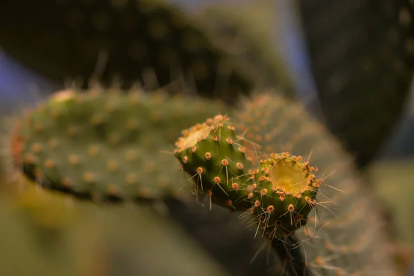 Esplendor Cáctus Estufa — Fotografia de Stock